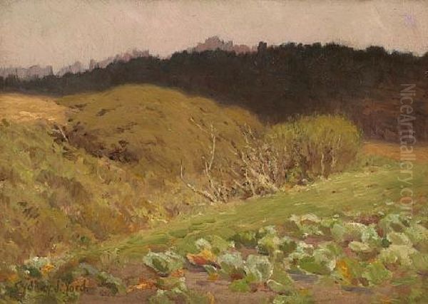 Cabbage Patch - view 1