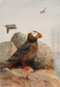 Tufted Puffin by Allan Brooks