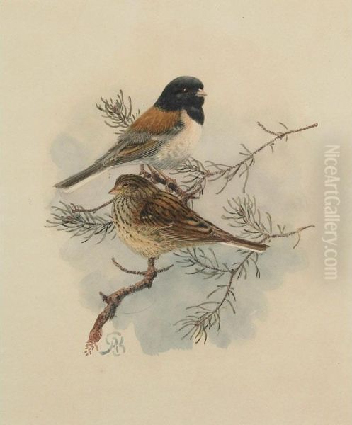 Sierra Junco - view 1