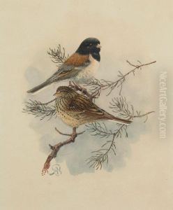 Sierra Junco by Allan Brooks