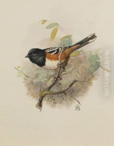 Spotted Towhee by Allan Brooks