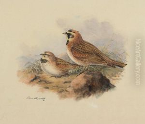 Ruddy Horned Lark by Allan Brooks