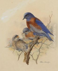 Western Bluebirds by Allan Brooks