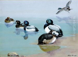 Ducks