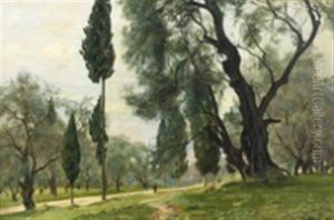 Scenery From A Park With Large Oak Trees