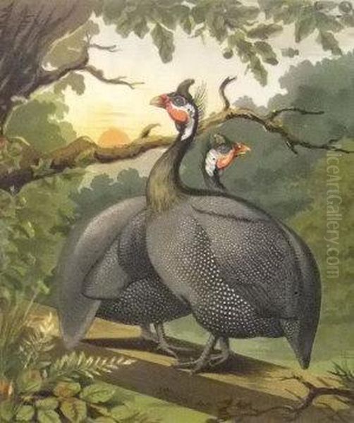 "guinea Fowls" - view 1