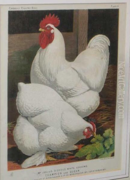 From Cassell's Poultry Book,
Chickens - view 1