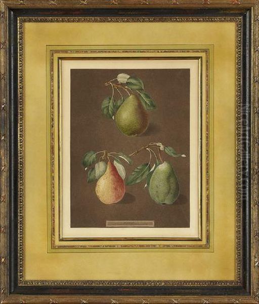 Pears - view 1
