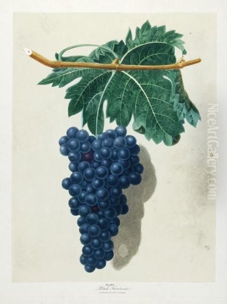 Black Frontiniac; Red Frontiniac - view 1