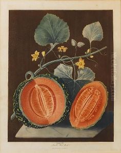 Pomona Britannica Or A Collection Of The Mostesteemed Fruits