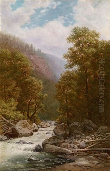 Forest River - view 1