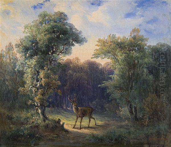 Hirsch Auf Der Lichtung - view 1