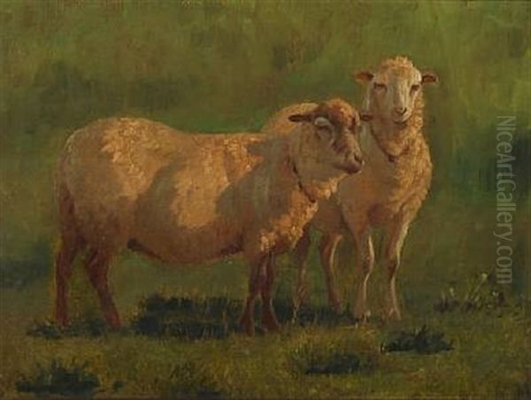 Two Sheep In The Field - view 1