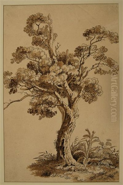 Baumstudie - view 1
