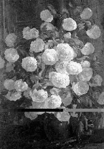 Schneeballen In Einer Tonvase