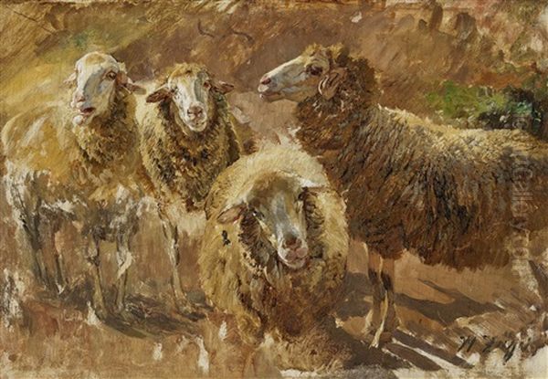 Sheep Studies - view 1
