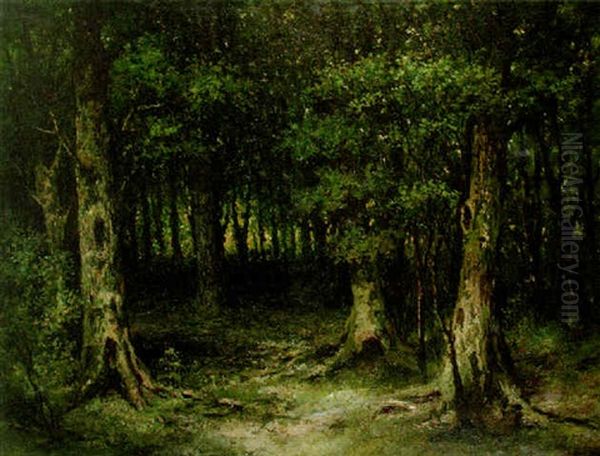 Deep Forest - view 1
