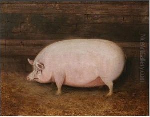 Pig In A Barn Interior