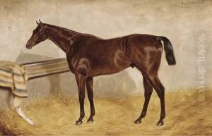 Cloister, A Bay Racehorse In A Stable