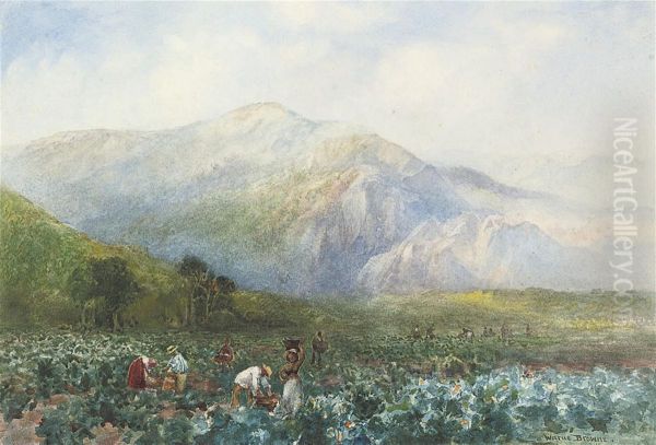 Vineyard Beneath The Drakenstein Mountains, Western Cape - view 1