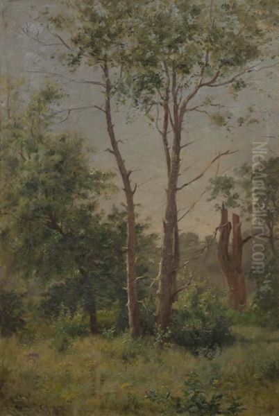 Stand Of Trees - view 1