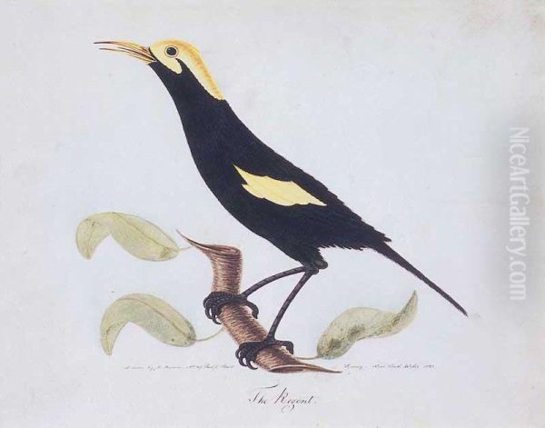 The Regent [regent Bowerbird] - view 1