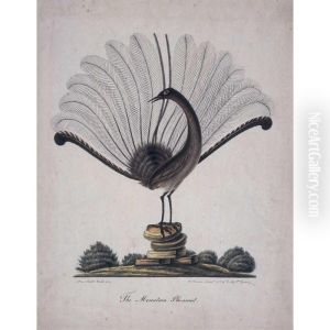 The Mountain Pheasant [lyrebird]