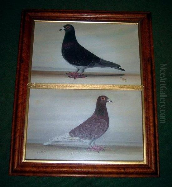 Study Of Two Racing Pigeons - view 1