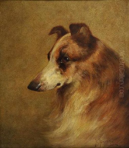 A Collie's Head - view 1