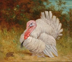 A Turkey And A Toad A Turkey And A Toad