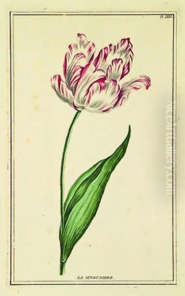 Tulip La Singuliere - view 1