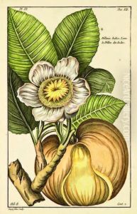 Dillenia Indica by Pierre Joseph Buchoz