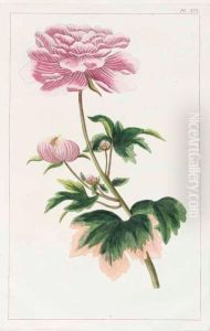 Herbier Colorie Du Japon Faisant Suite A L""herbier Colorie Des Plantes De La Chine Grave D""apres Des Desseins Coloriees Au Japon. by Pierre Joseph Buchoz