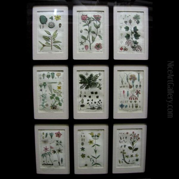 Plants And Flowers - view 1