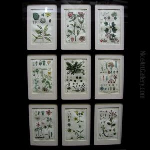 Plants And Flowers