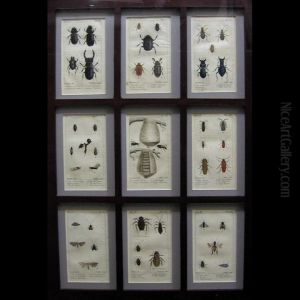 Insects
