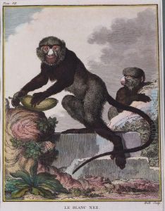 "monos" by George Louis Leclerc Buffon