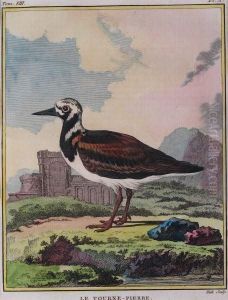 "pajaros"