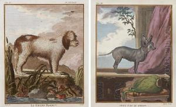 Dogs, From Histoire Naturelle - view 1