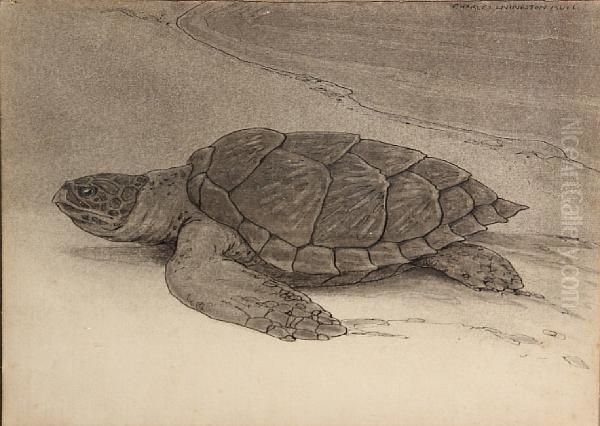 Turtle On The Shore - view 1