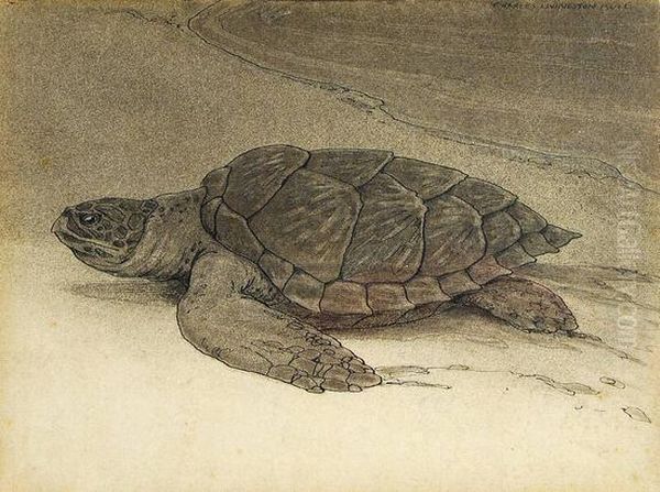 "turtle On The Shore" - view 1