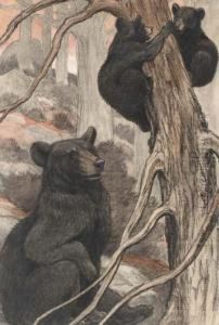 Black Bear And Cubs Climbing And Playing On A Tree by Charles Livingston Bull