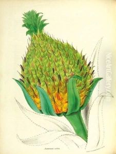 Plantae Utiliores; Or Illustrations Of Useful Plants by G.R. Burnett