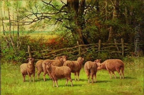 Sheep And Ram In A Pasture - view 1