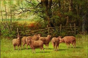 Sheep And Ram In A Pasture Sheep And Ram In A Pasture