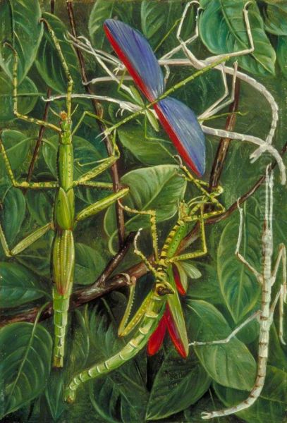 Leaf-Insects and Stick-Insects - view 1