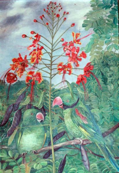 Seychelles Parakeets - view 1