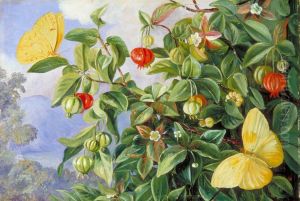 Foliage, Flowers and Fruit of the Pitanga, and Sulphur Butterflies, Jamaica by Marianne North