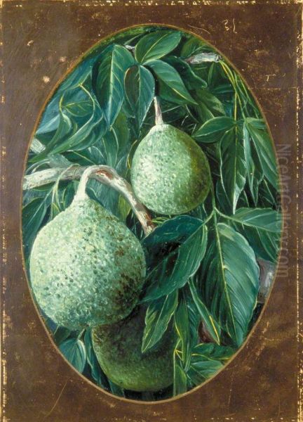 The Bael Fruit - view 1
