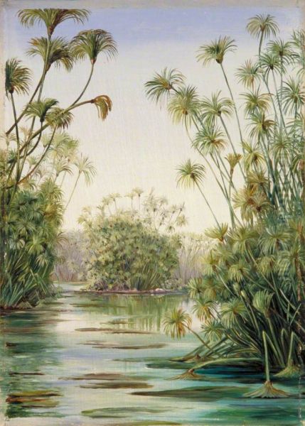 Papyrus or Paper Reed Growing in the Ciane, Sicily - view 1